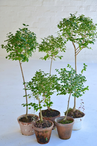 009Mini topiary trees in terracotta pots